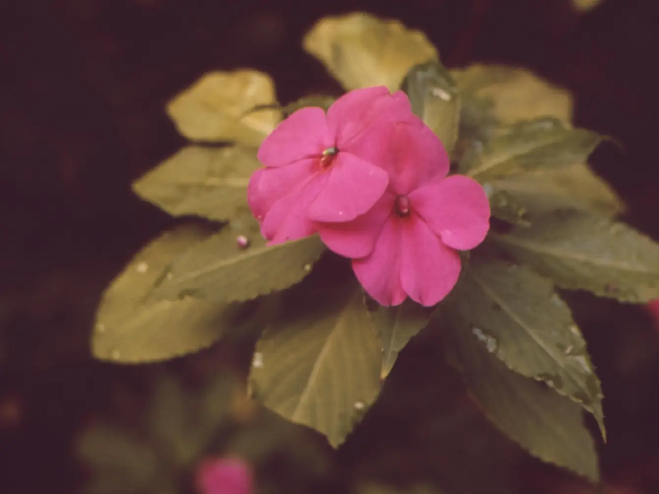 Vibrant blooms of Akaka Falls